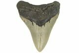 Fossil Megalodon Tooth - North Carolina #124906-1